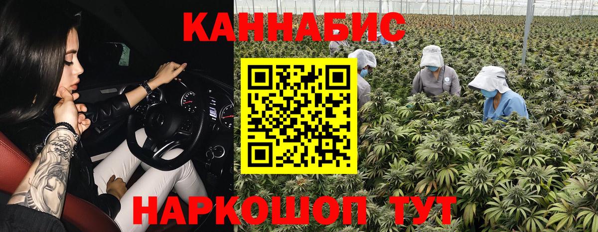 Канабис сатива Коряжма